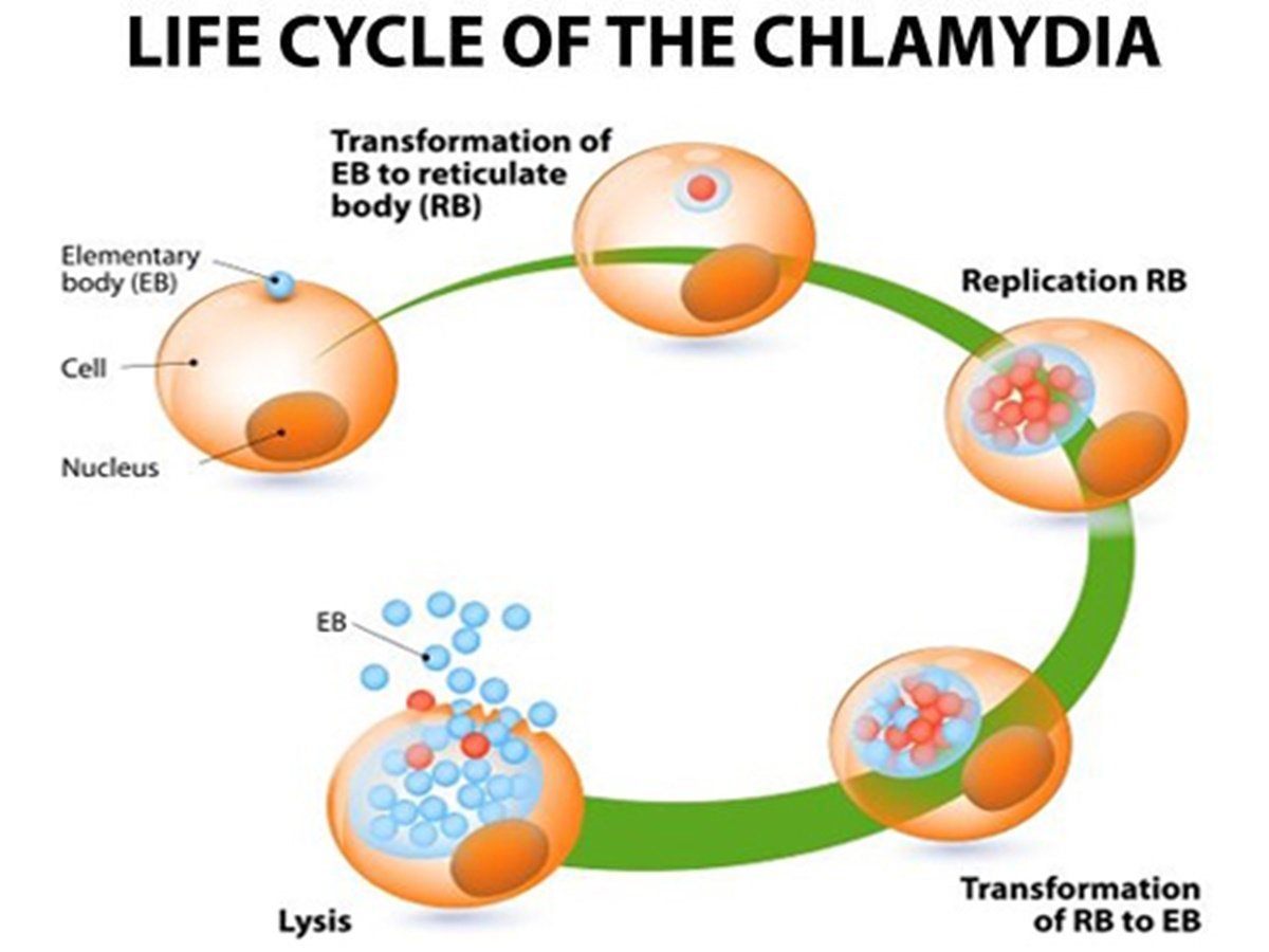 Chlamydia Symptoms Prevention And Treatment Kkg Epsilon 8900